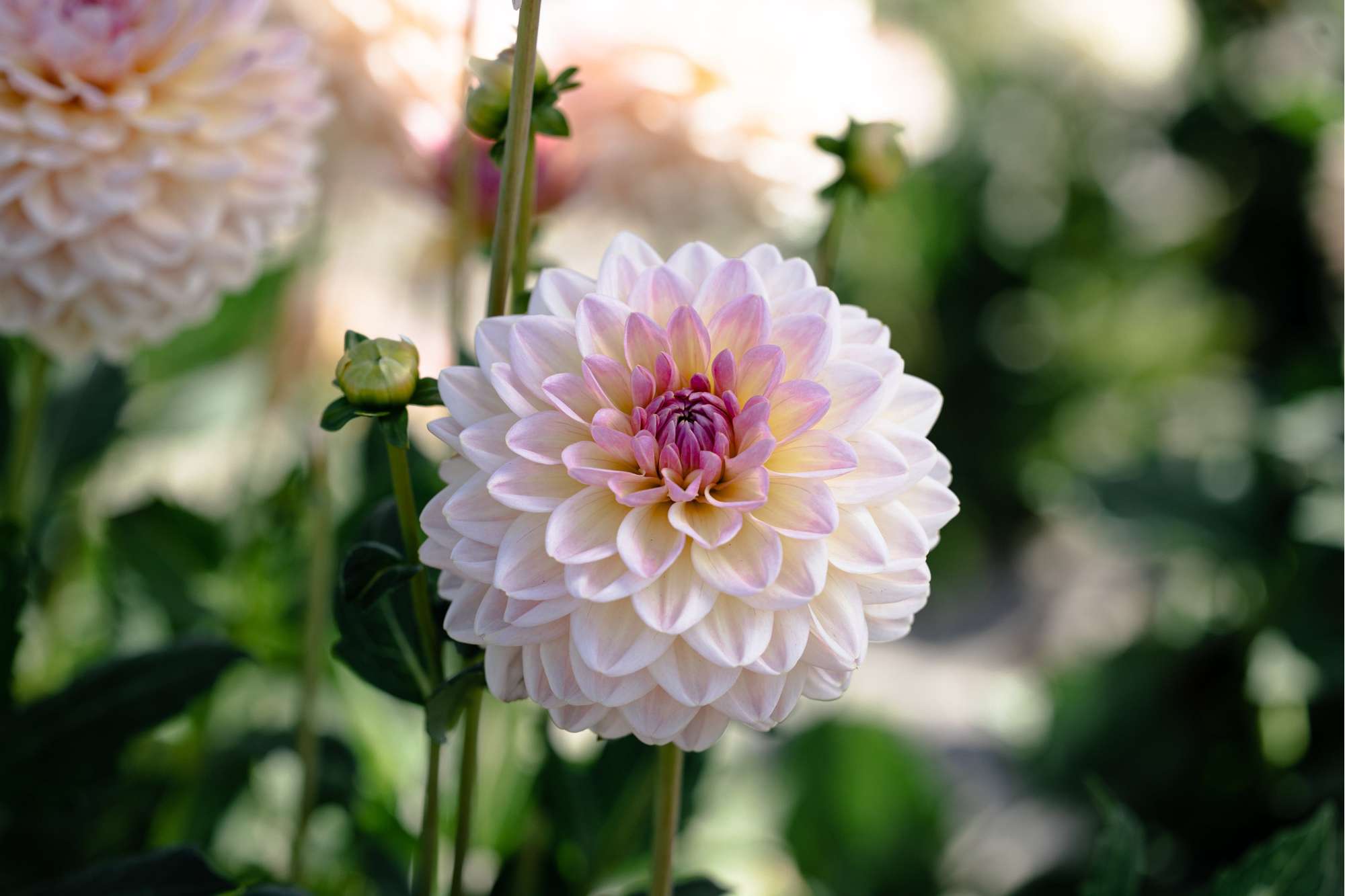 Dahlia 'Maya'
